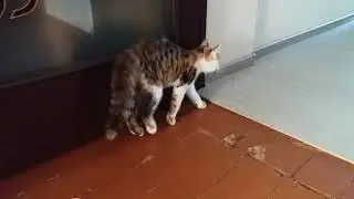 Реакція кішки на футбольний м'яч