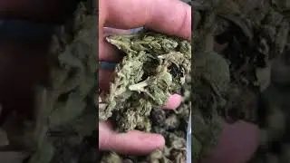 Inspecting the veggie special in eSwatini Cannabis Swaziland
