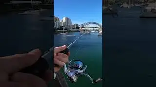 Sydney Harbour Mac Tuna run 🐟 #fishing #fishingaustralia #sydney #sydneyfishing #tuna