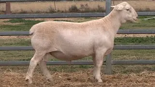 LOT 77 - AMARULA 243095 - COBAR INVITATIONAL DORPER AND WHITE DORPER  SALE, 5TH AUG, 2025