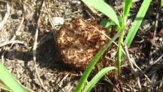 Invasive Tawny Crazy Ants set up 'super colonies' across Florida