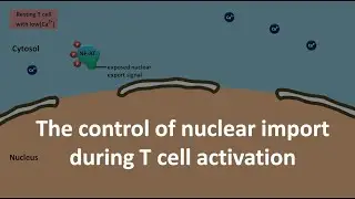 Calcineurin mediated gene transcription activation