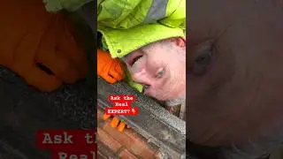 RAT PROBLEM NO ONE CAN SOLVE? Need expert advice? #pest #pestcontrol #expertadvice