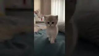 cute cats little kittens 😍 cuteness overload 😻✨ #cat #cutepets #ytshorts
