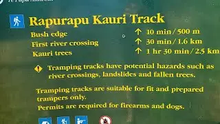 Rapurapu Kauri Track (Mata-Mata)