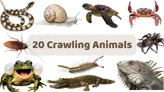 Learn 20 Crawling Animals For Kids In English| Animal Names & Actions | Fun Learning For Children