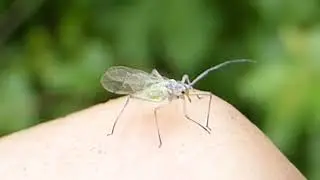 Sycamore Aphid -  Drepanosiphum platanoidis - Gr&aelig;n bla&eth;l&uacute;s - Bla&eth;l&yacute;s - Meind&yacute;r  - Skord&yacute;r