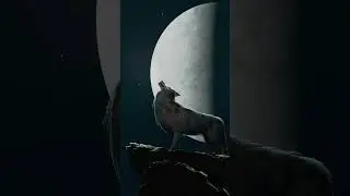 🐺 Brown Wolf 3D Model Preview  #blender #demoreels #3danimation #3dmodeling #wildlife #Wolf #demo