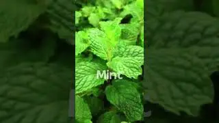 3 Herbs That Grow Wild in the Garden