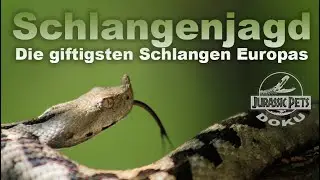 Giftschlangen an der Adria | Arte-Doku
