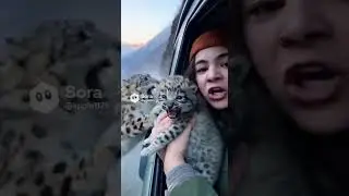 Snow Leopard's Mountain Leap: Backpacker Girl Saves Cub From Wolves! 😱#SnowLeopardRescue #shorts