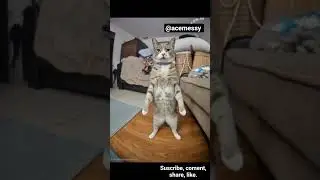gato bailando mareado #cat #dancing #dizzy #gatito #catshorts #mareado #cute #catlovers