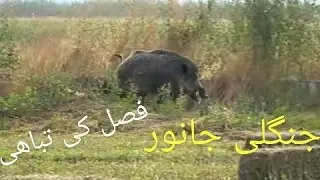 Jangli  janwar || ghareeb  awam || muhaal hai || video viral||