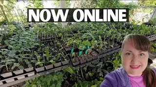 Наш питомник переходит в онлайн-формат 🌱 Расширяя доступ к съедобным тропическим растениям