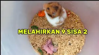 SYRIAN HAMSTER GIVES BIRTH TO 9 CHILDREN, 2 LEFT!!!