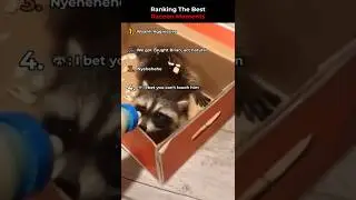 Ranking The Best Raccoon Moments 🦝