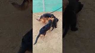German shepherd Long Coat Dog's playing with mother #gsds #puppy #pets #petshub #yt