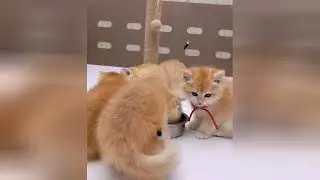 Precious little kittens will make you feel wonderful