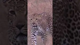 Leopard on the move #amazing #wildlife #safari #nature #animals