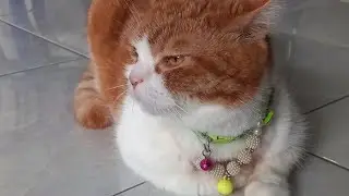 BAO BAO AND NDUT NDUT is live!MORNING🥰@baobaoandndut#catlover#live#kucinglucu