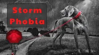 Dog Anxiety, Scared Dog and Why Dogs are Scared of Thunder | Natural Ways to Help a Fearful Dog