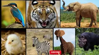 Farm Animal Sounds - Wild Animal Sounds - Animal Sound Effect || Cute creature ||
