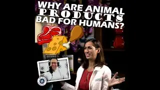Why Are Animal Products Bad For Humans