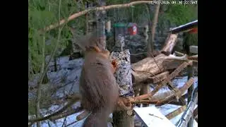 Quick facts about the red Squirrel in Norway. #squirrel #ekorn