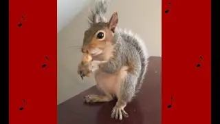 Squirrel Plays Piano!