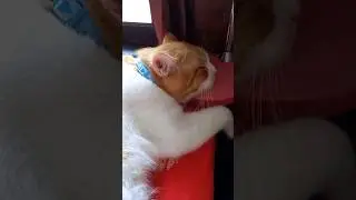 Kucing Oyen gemoy tidur tengkurap bikin gemas #oyen#shorts#kucingoren#kucingtidur#kucinggemoy#anabul