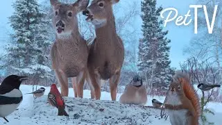 Snowy Meadow With Wildlife 🦌&nbsp;8 Hours of Relaxing Nature - Cat TV &bull; Dog TV