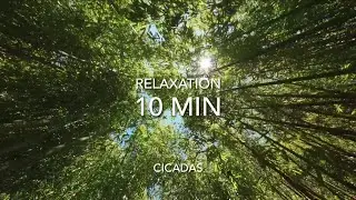 10 Min Cicadas Song Sounds with Forest Visual for Relaxation, Sleep, & Meditation
