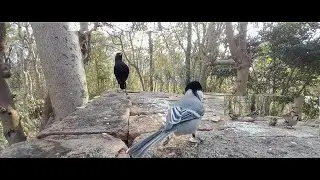 Small Birds, Hidden Village Nature Moments #animalplanet #birds #nature #villagevlog #amazingmoment