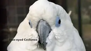 Blue-eyed Cockatoo