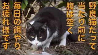 １月半ば野良猫餌やりボランティアさんに密着撮影