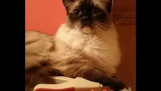 Cat Grooming Supplies by Miracle Care