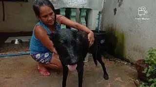 DOGS BATH DAY