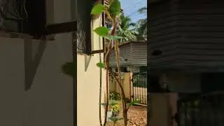 Zero-Waste Gardening: Red & Green Malabar Spinach at Home