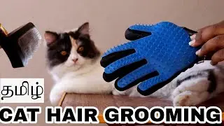 How to Groom a persian cat with comb | persian cat Grooming Tips | Tamil