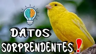 Revelando Secretos: Datos ASOMBROSOS de los CANARIOS 🐤🤯