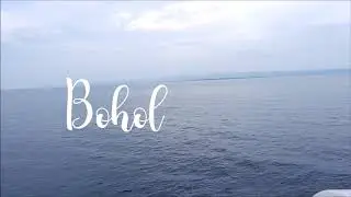 Fox and the Fireflies (Bohol)