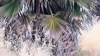 Blue Heron calls Los Altos Hills home