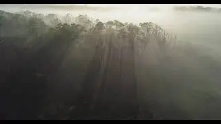 Sunrays Stream Through Foggy Forest in Long Island