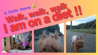【On a diet】A little Yorkie walking energetically! A walk in Jike Furusato Village  😅