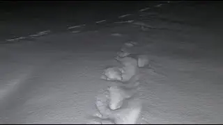 Vasi SURVIVAL  este live!,, zăpadă... Mureș...urme de animale sălbatice