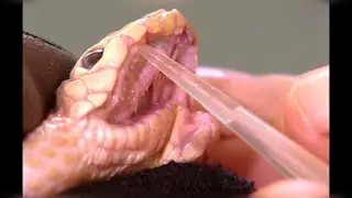 Inside the World's Most Dangerous Jobs: Bridge Rigger and Venom Hunter