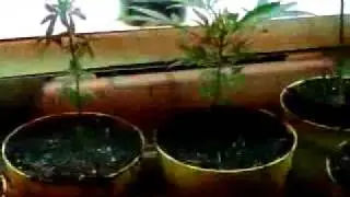 Grow#2 jdog from clones on24 hours of light month and a half old fertilizer tip to