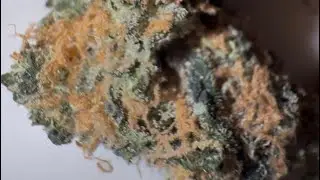 Super Lemon Haze Strain Review : StrainAfterStrain Reviews 