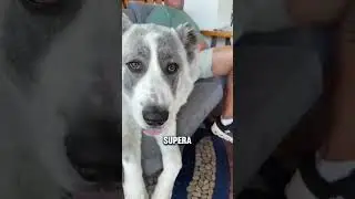 L'ALABAI 🐶🦴#animale #animali #cane #canicule #alabai #cani