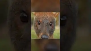 Олень Пуду